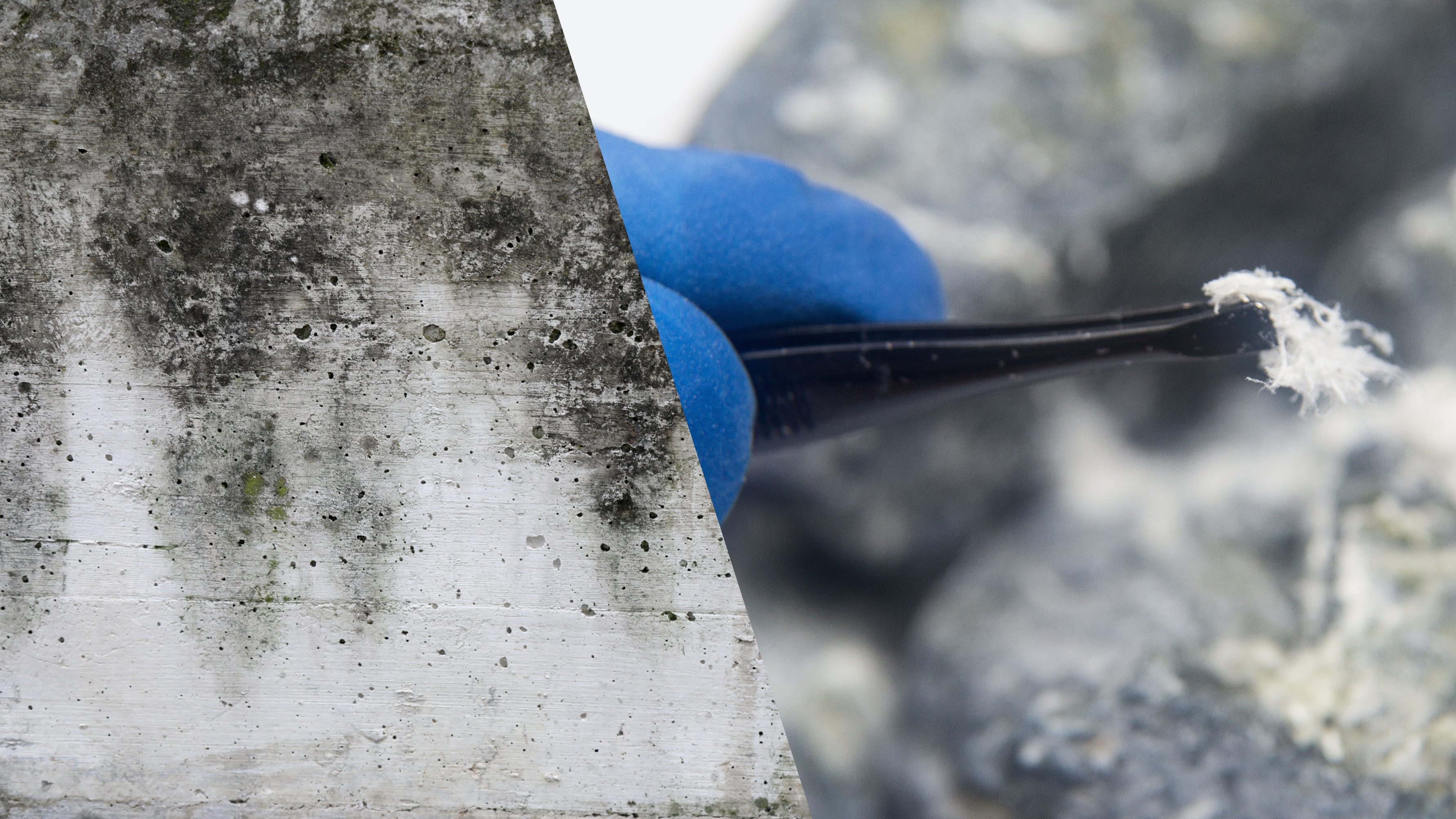 Mold and Asbestos: What Every Contractor Must Know